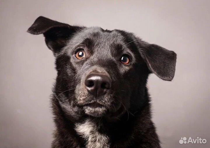 Собака Полли ищет дом