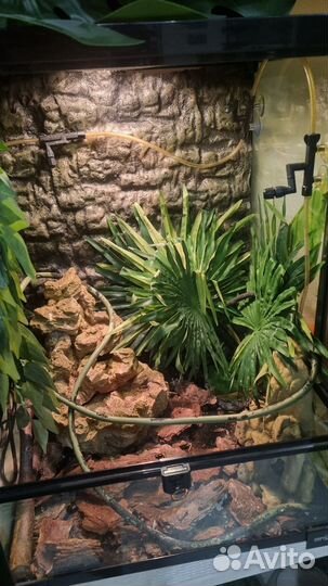 Террариум для рептилий