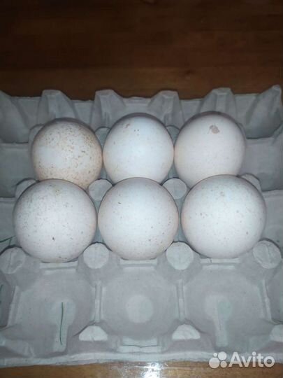 Инкубационное яйцо индейки, Индоутки