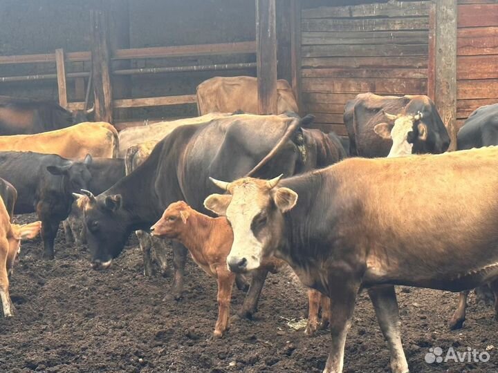 Коровы, телята