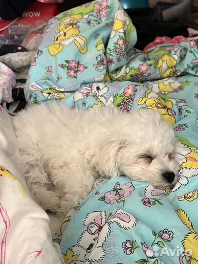 Щенки бишон фризе