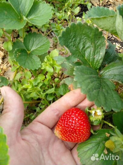 Клубника саженцы