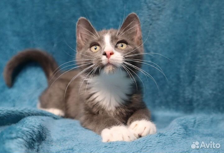 Котёнок ищет дом