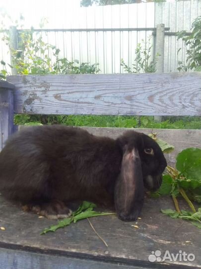 Кролики французский баран
