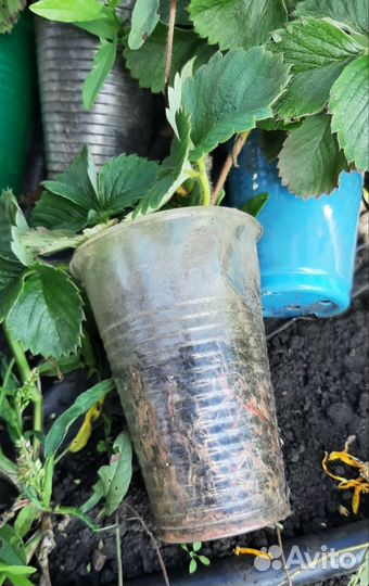 Рассада ремонтантной клубники