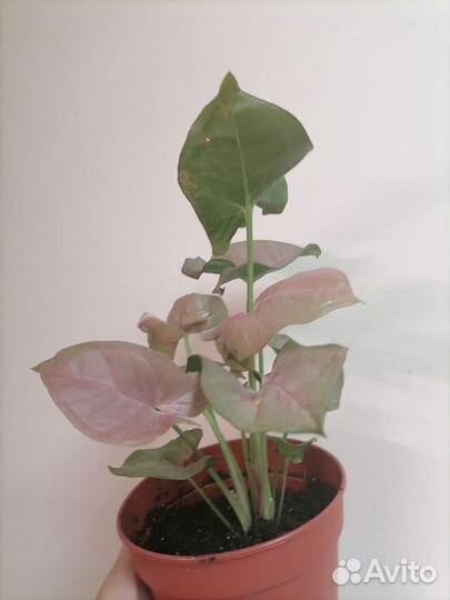 Сингониум неон пинк