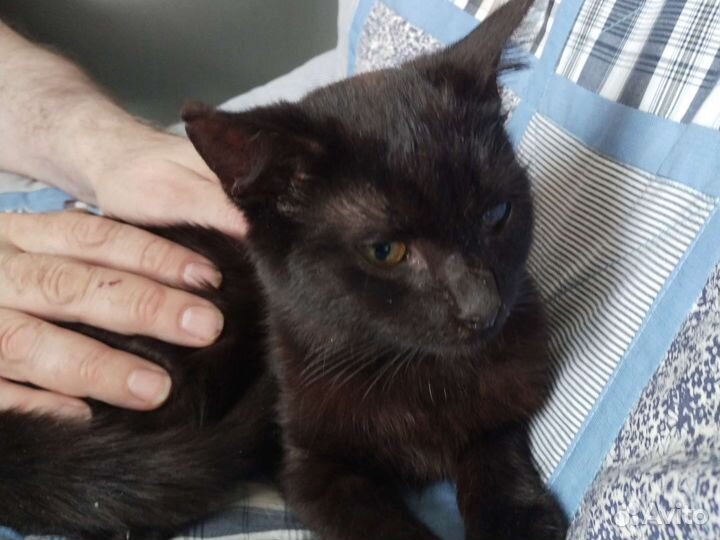 Котята 5 месяцев черные