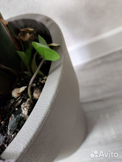 Замиокулькас