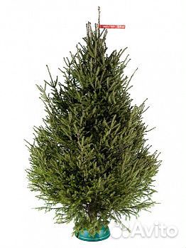 Сосна 2м - 3,5м оптом и в розницу