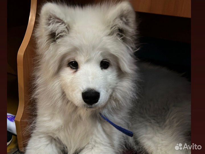 Щенки самоеда