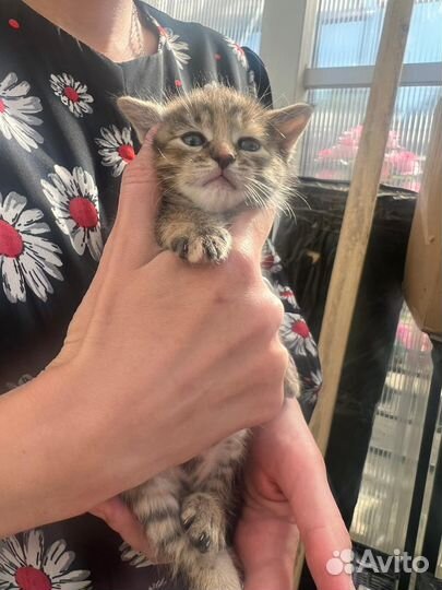 Кошки в добрые руки