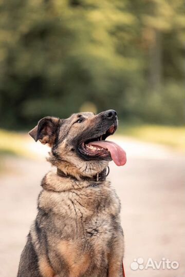 Чивас ищет дом