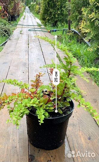 Барбарис тунберга 'Green Carpet'