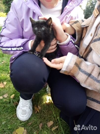 Кошки бесплатно