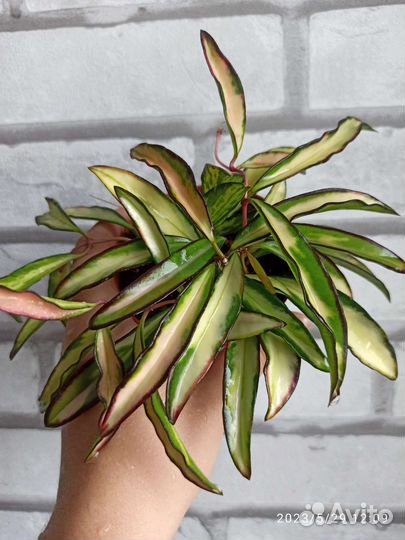 Хойя Вайети, Аустралис Лиза триколор