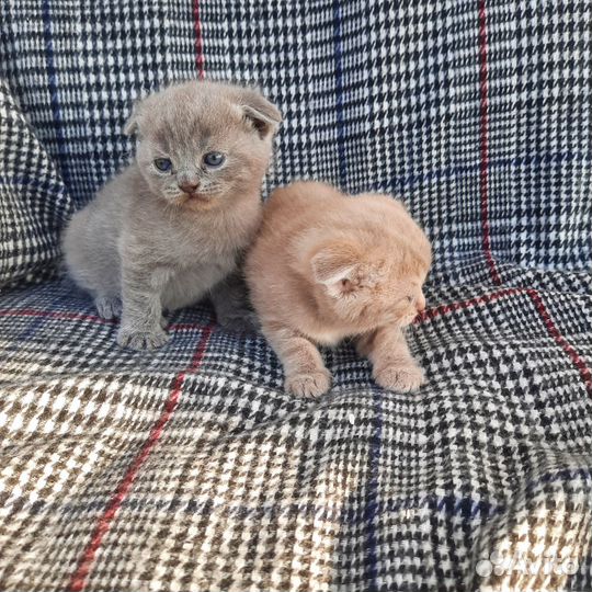 Шотландские малыши