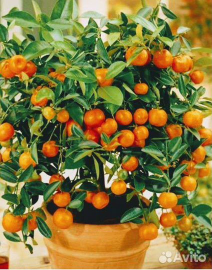 Карликовый мандарин Ковановассе сентябрьский