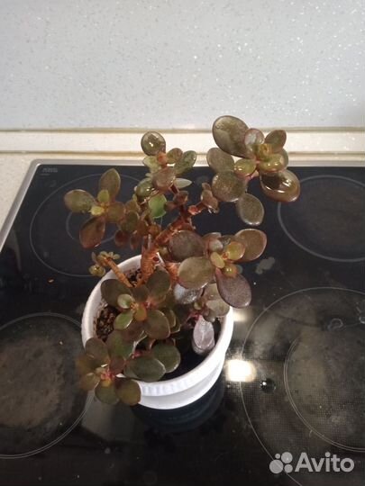 Толстянка мелколистная