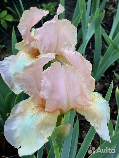 Многолетники садовые