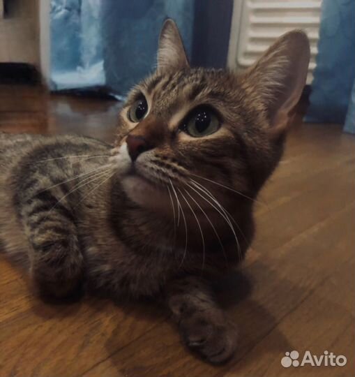 Кошка с котенком