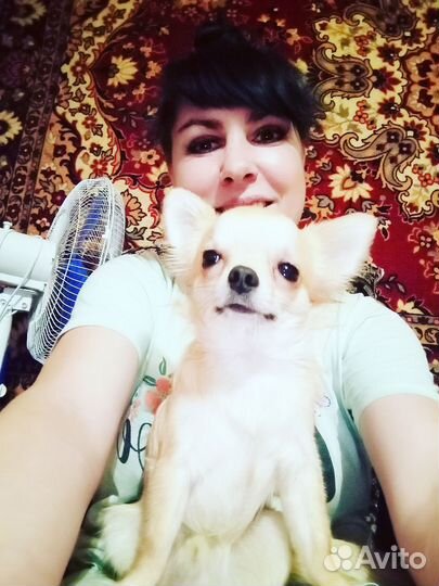 Случка чихуахуа