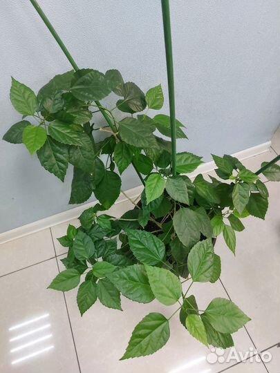 Гибискус комнатный