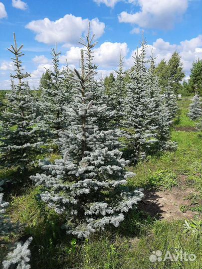 Ель голубая