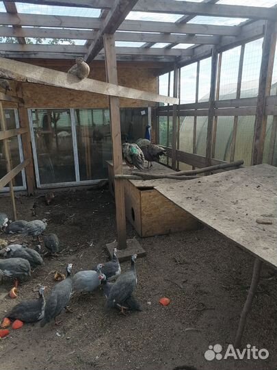 Павлины черноплечие