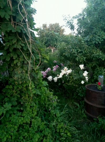 Дача 34 м² на участке 6 сот.