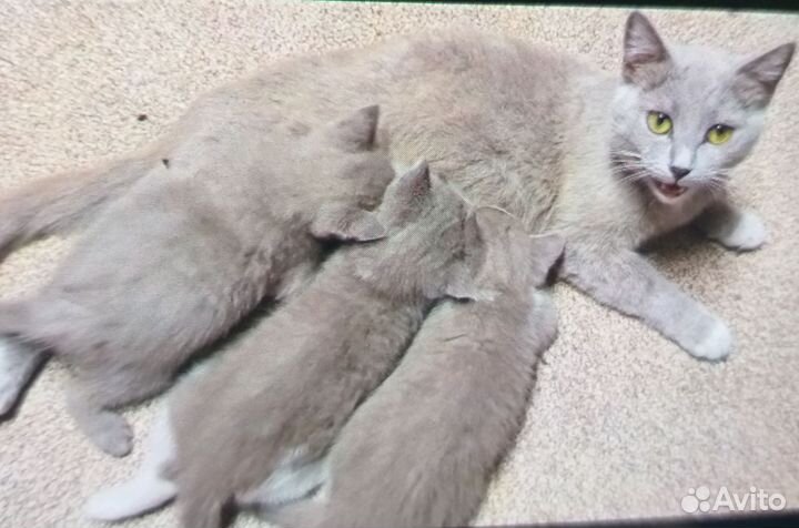 Кошка в дар бесплатно