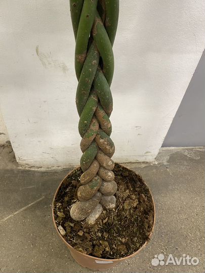 Пахира 180см