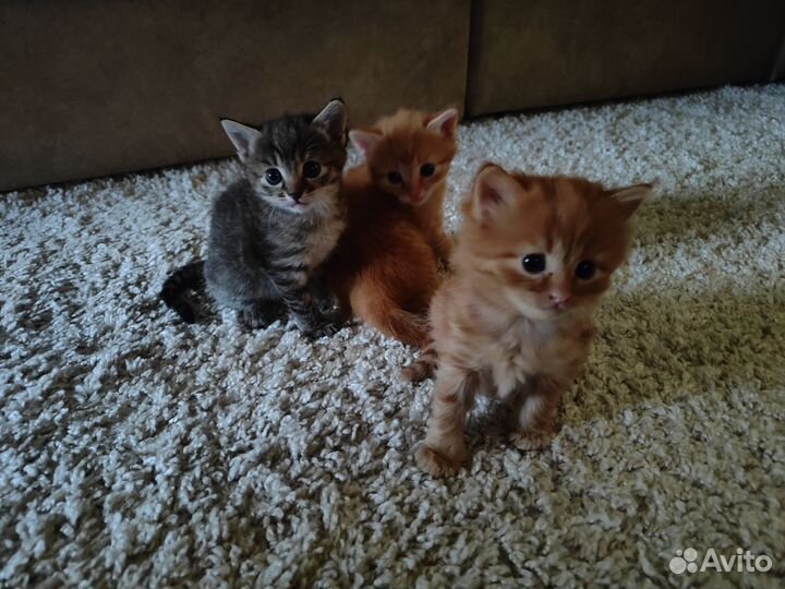 Кошка в дар