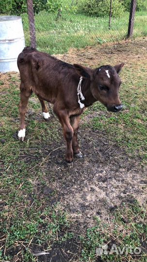 Продам Бычков телочек разной породы