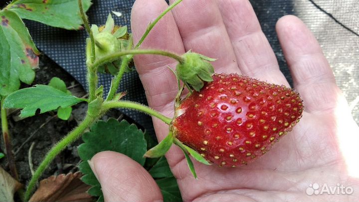 Редкие растения для сада