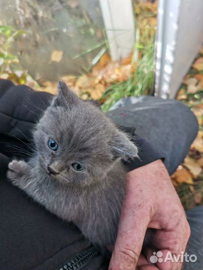 Котята в добрые руки бесплатно