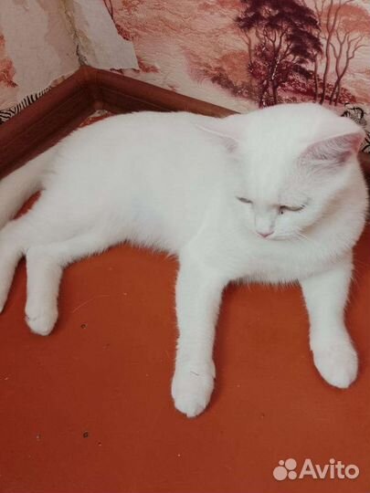 Кошка Джесс