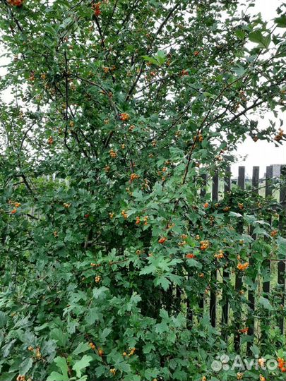 Облепиха, слива, боярка, саженцы