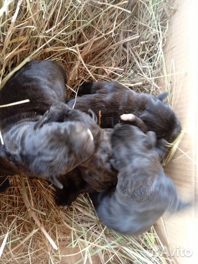 Щенки Кане Корсо