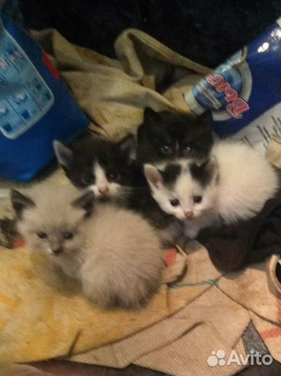 Котята в добрые руки