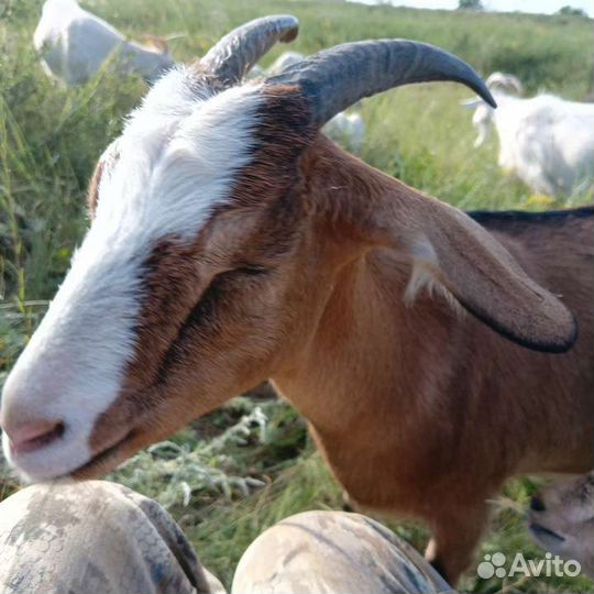 Продам козье молоко, козий внутренний жир