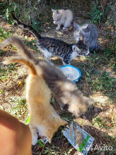 Котята бесплатно