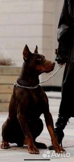 Щенки добермана