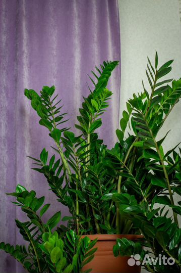 Комнатные цветы / Замиакулькас