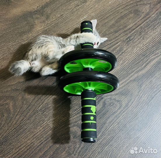 Котята в добрые руки бесплатно