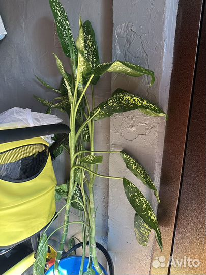 Диффенбахия