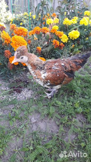 Продам петуха карликовой породы Бентамки