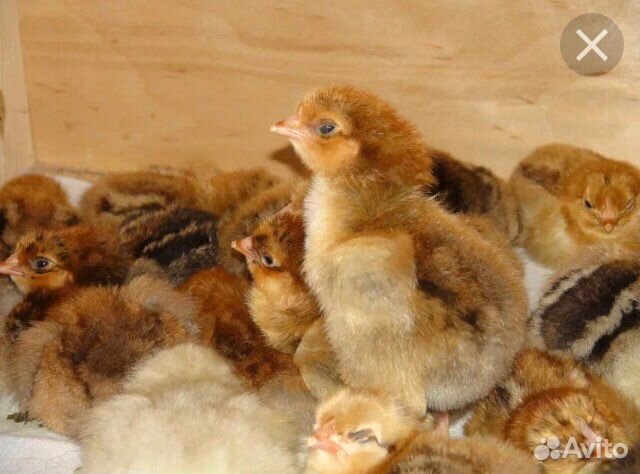 Цыплята австролорпа и кучинской юбилейной