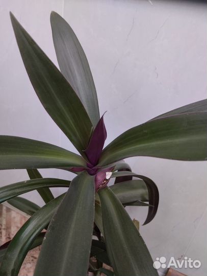 Традесканция рэо