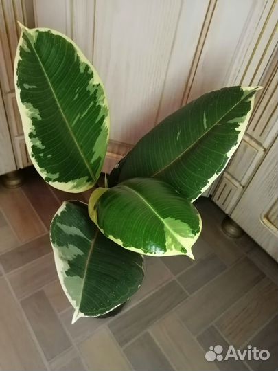 Фикус эластика Тинеке