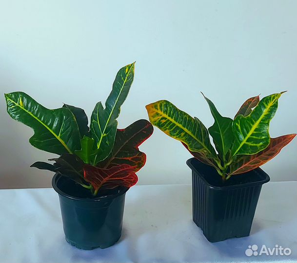 Кротоны Сингониум Эпипремнум Цветы и растения комн